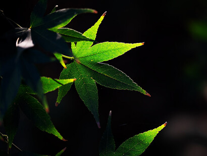 Companies spend much more money in advertising and communication disguised in green, than in actions in favour of the environment