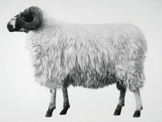 Jonathan Delafield Cook, Rough Fell, 2013, charcoal and conté on primed linen 100 x 130 cm