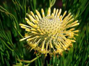 Isopogon, è dedicato a coloro che non riescono a trarre insegnamenti da una determinata esperienza