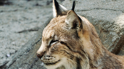 Descubra como gatos e cães, nossos fiéis companheiros, evoluíram ao longo dos séculos e conquistaram um lugar especial em nossas vidas