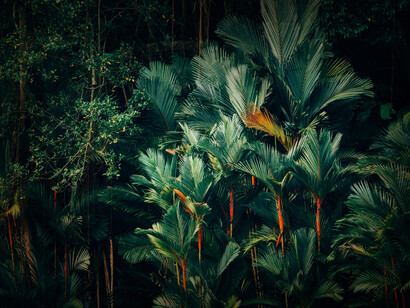 Palmeras en un entorno selvático