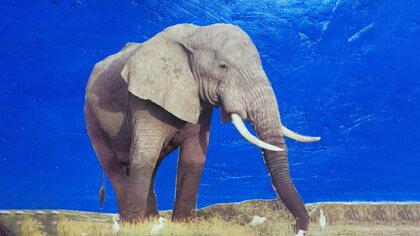 Terry May, The elephant, particolare