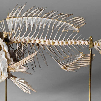 Fishes. Courtesy of Museum für Naturkunde