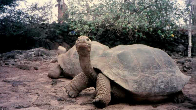 Galápagos, Fausto Llerena Tortoise Center, le tartarughe giganti