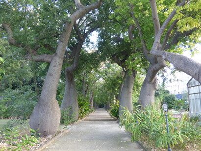 Orto botanico di Palermo, Viale di Ceiba speciosa