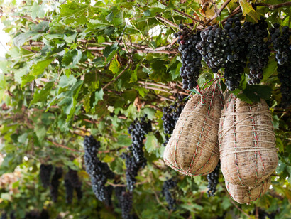Vinappeso, a Culatello style ham aged in Amarone wine