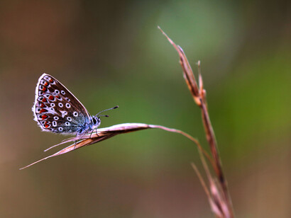 Common Blue with space and plain background for book design © Gehan de Silva Wijeyeratne