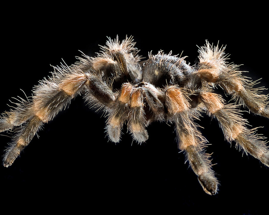 Spiders and Myriapods. Courtesy of Museum für Naturkunde