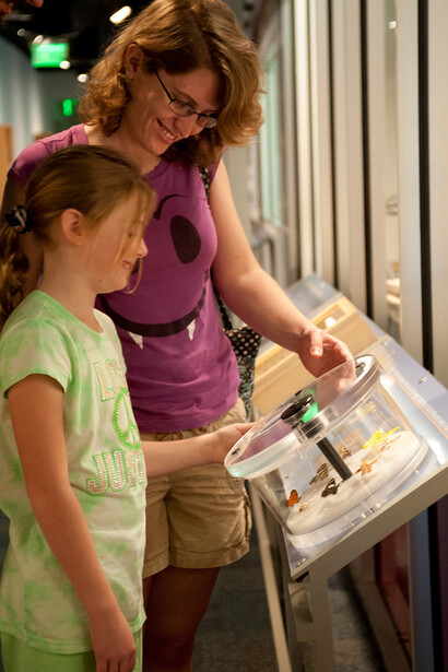 Indoor Butterfly Exhibits. Courtesy of Florida Museum of Natural History
