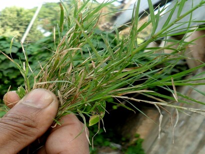 The properties of Paragis  