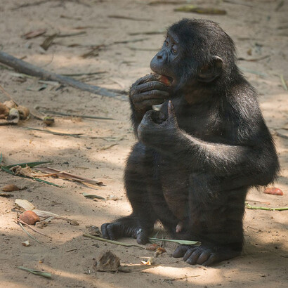 Scimpanzé Bonobo (Pan paniscus) durante il pasto. Numerose ricerche confermano la loro capacità di apprendere il linguaggio dei segni, sottolineando la sorprendente intelligenza di questi primati