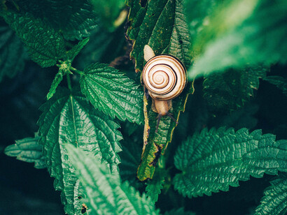 Lumaca tra le foglie. Esplora i segreti per attirare positività e benessere nella tua vita attraverso la consapevolezza e la connessione con te stesso