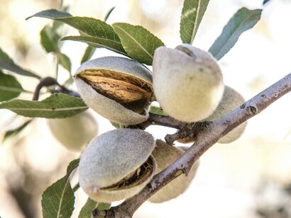 La mandorla pugliese è apprezzata per il suo alto contenuto di olio, che dona un gusto ricco e viene utilizzata sia per il consumo diretto che per la produzione di dolci e oli
