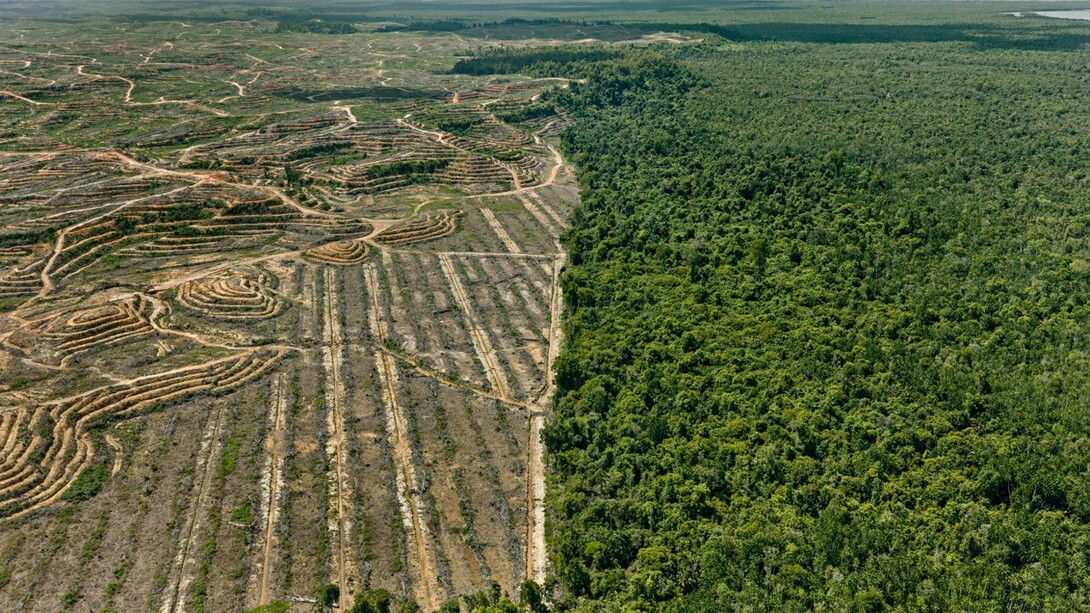 Edward Burtynsky, Clearcut  #1, Palm Oil Plantation, Borneo, Malaysia 2016 photo © Edward Burtynsky, courtesy Admira Photography, Milan / Nicholas Metivier Gallery, Toronto