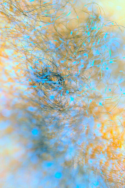 Gary Schneider, Self Portrait, Hair #1, 2012. Courtesy of Marquee Projects