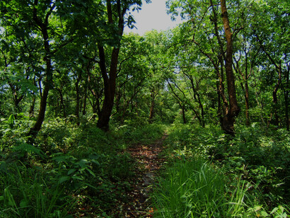 A flawed view is that the climate crisis is only about carbon and that a forest is only a collection of trees