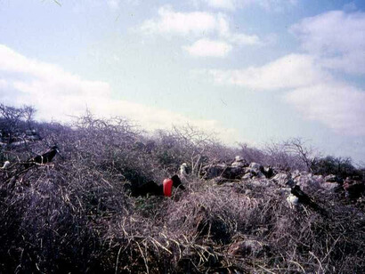 Galápagos, Fregate magnifiche
