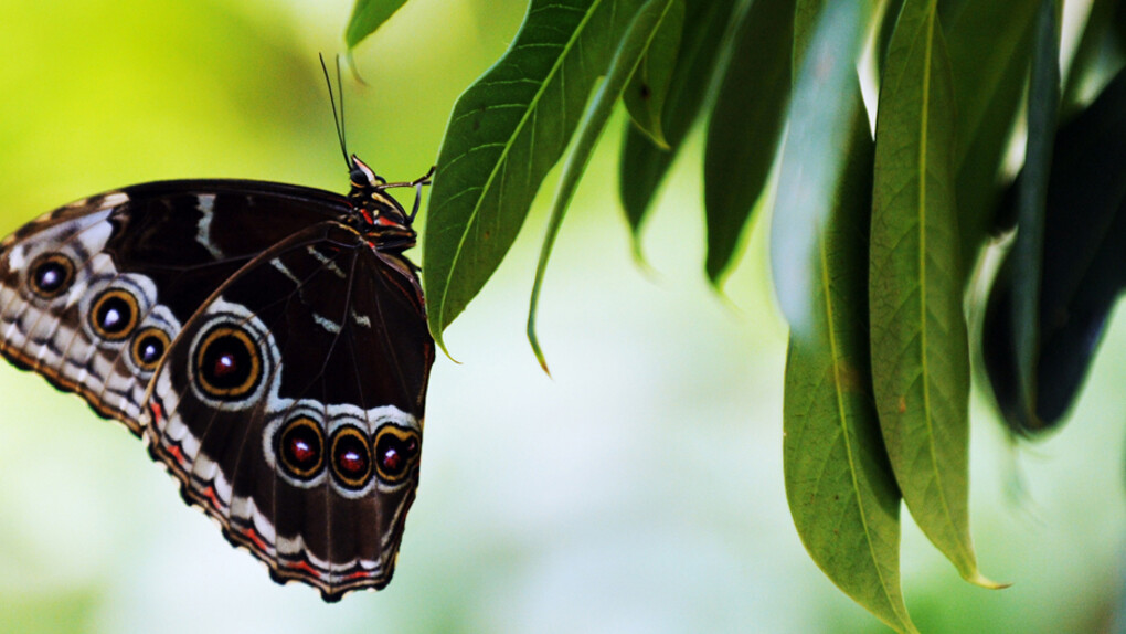 Butterfly Garden. Courtesy of Museum of Science
