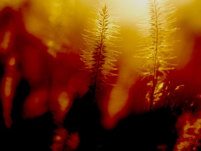 El color secreto del mundo