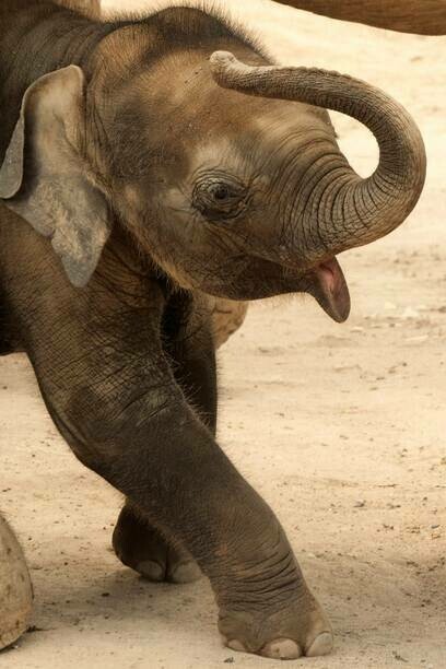 Un cucciolo di elefante passeggia protetta sotto il corpo della mamma
