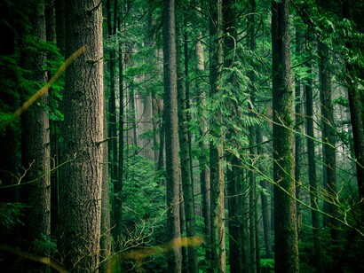 Un bosco non è solo un insieme di alberi