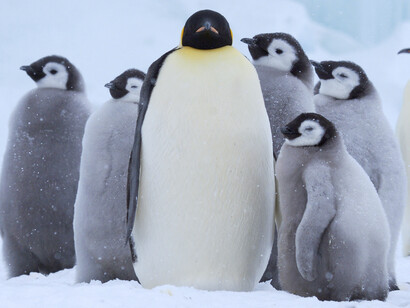 Emperor Chick (c) John Aitchison