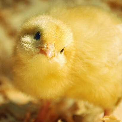 Pollito de granja
