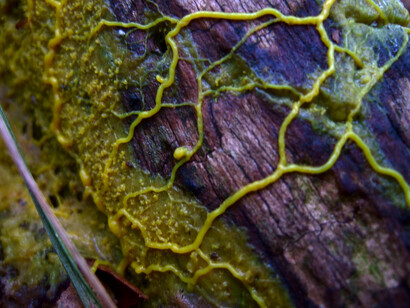 Observing Physarum's growth on wood illustrates the organism's remarkable memory capabilities as it avoids retracing its own paths using external slime trails