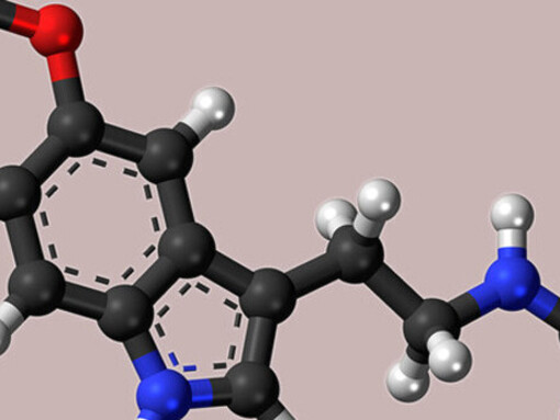 La melatonina se sintetiza a partir del triptófano, un aminoácido que ingerimos con los alimentos. Modelo de «bola y varilla» de la molécula de melatonina, una hormona que regula el ciclo diurno y nocturno en los animales. Carbono, C: negro. Hidrógeno, H: blanco. Oxígeno, O: rojo. Nitrógeno, N: azul