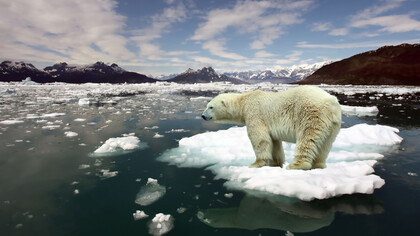 A polar bear affected by global warming, alone by the water in a cold Arctic setting