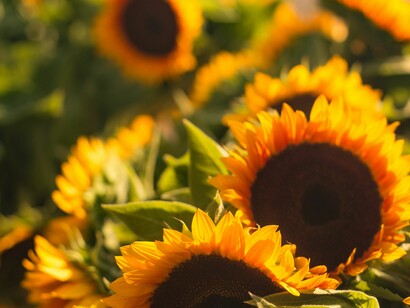 Alle porte dell'Estate