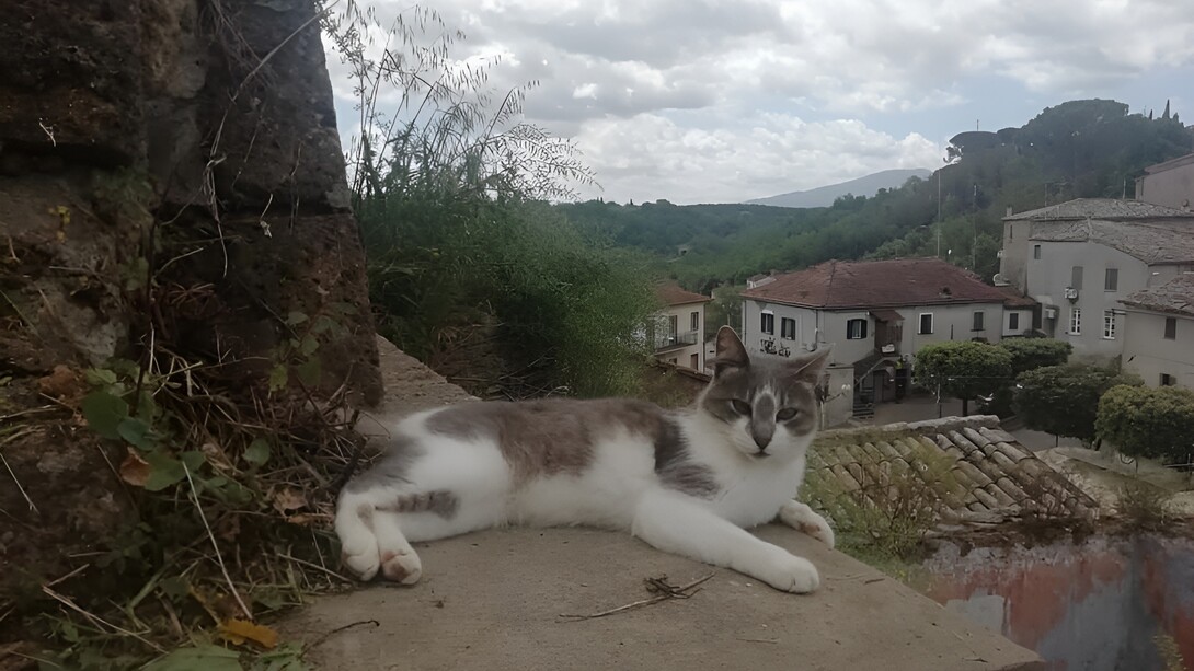 Gatto randagio del Borgo di Sipicciano, Viterbo, Italia. Il Poeta