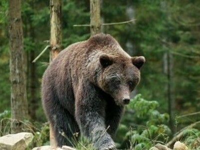 Orso avvistato in Trentino Alto Adige, Italia