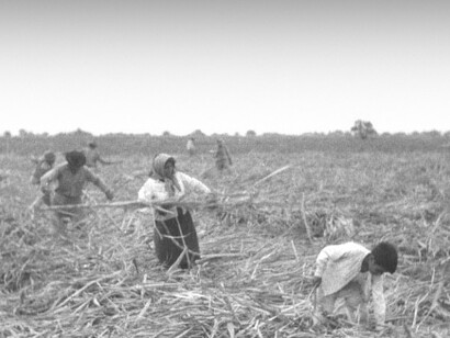 Trabajadores de la caña de la azúcar en plena labor, entre los que puede observarse un niño. Tucumán, Argentina, octubre de 1968