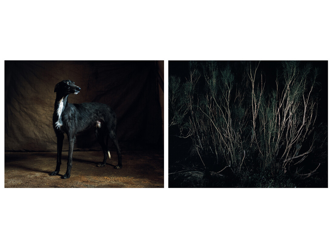 Martin Usborne, Forest Double, 2015, Tirage pigmentaire sur papier mat, diptyque 2x (50 x 63) cm, Edition de 6 + 2 EA, numéroté et signé au dos