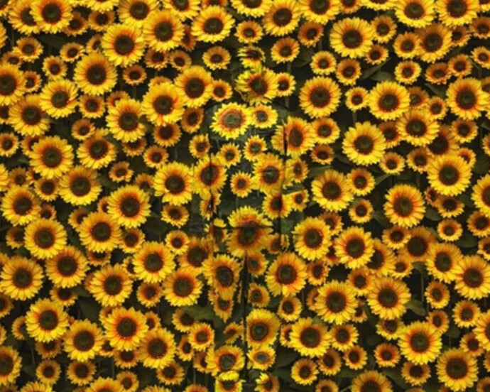 Sunflowers, 2012. © Liu Bolin, courtesy of the artist… Paris-Beijing