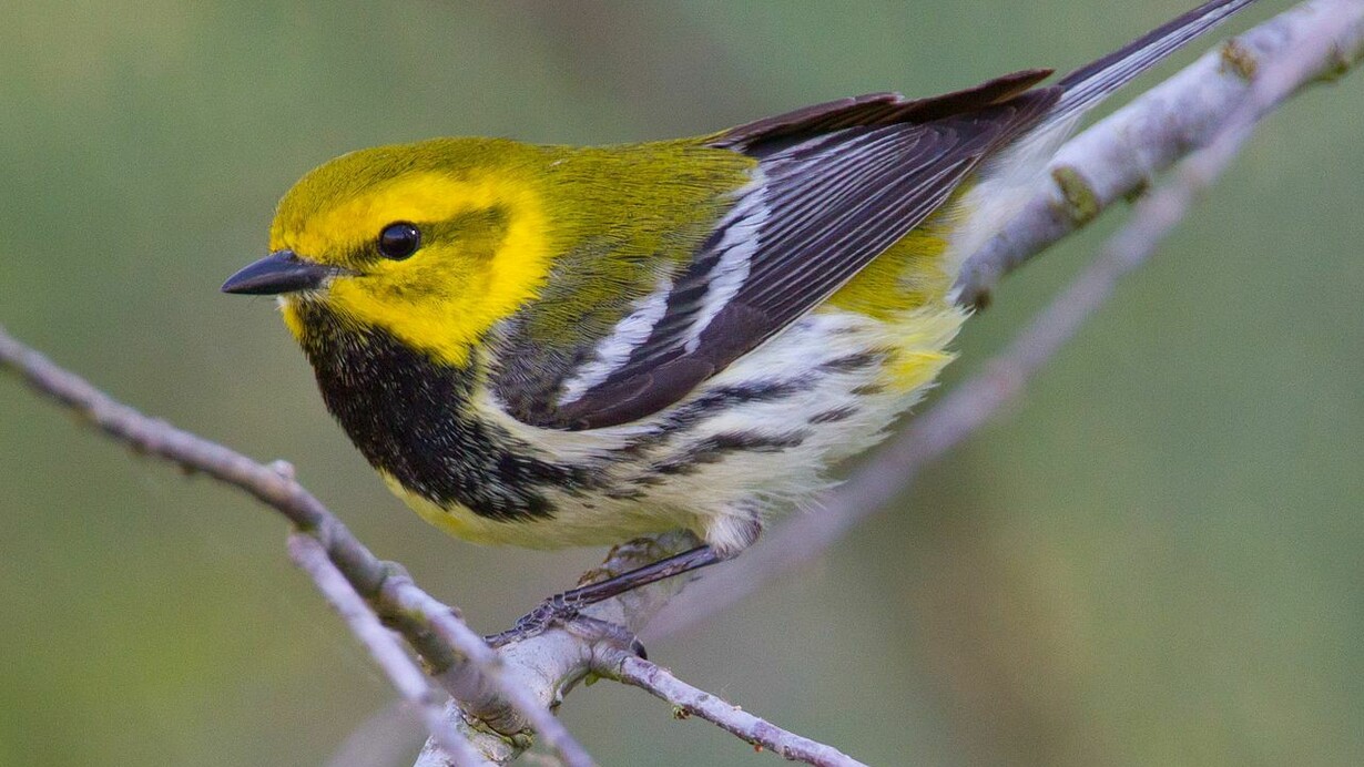 Reinita dorsiverde («Setophaga virens»)