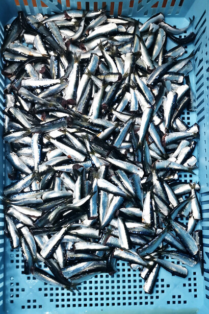 Sardinas frescas utilizadas en los prudctos de las conservas 'Los Peperetes' en Galicia, España