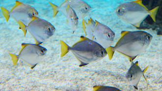 Branco di pesci grigi e gialli