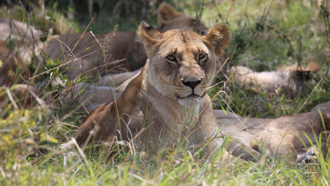 En 1898, dos leones asaltaron un campamento de trabajadores de la construcción de puentes en el río Tsavo (Kenia), devorando al menos a 28 personas hasta que John Patterson, el ingeniero que dirigía el proyecto, les disparó. Masai Mara National Park, Valle Great Rift, Kenia