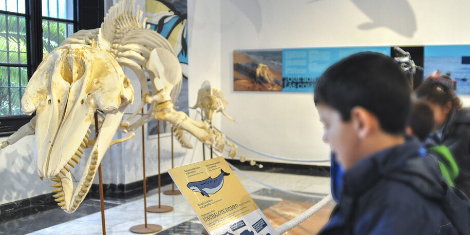 La mar de cetáceos en Andalucía. Courtesy of Casa de la Ciencia