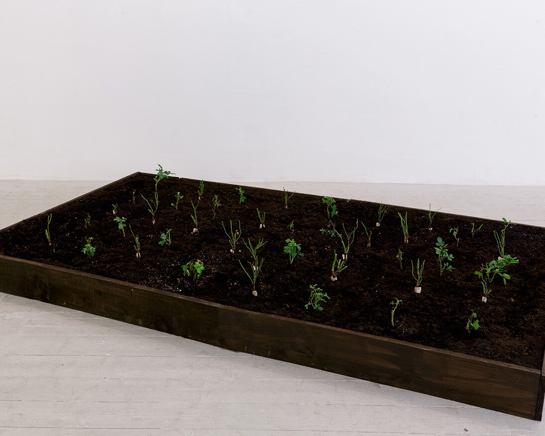 Fatma Bucak, Damascus rose, 2016-ongoing, Damask rose cuttings from
Damascus grafted in rose plants, dimensions vary