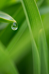 Palmarosa (Cymbopogon martinii)