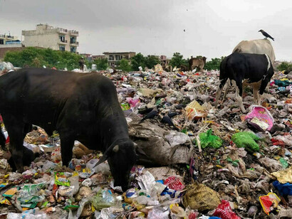 Ganado en busca de comida entre el plástico y la basura que ensucian el país en India