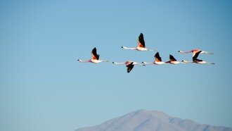Flamencos cruzando el cielo de un parque natural en Chile