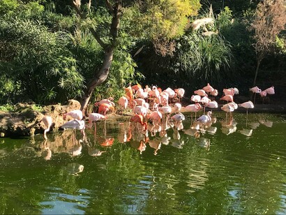 Group of flamingos in the Wetlands ecosystem simulation