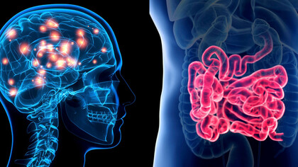 Unser zweites Gehirn