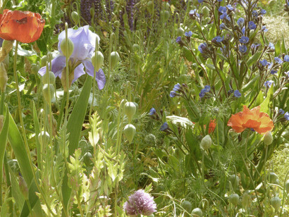 Iris, erba cipollina e papaveri