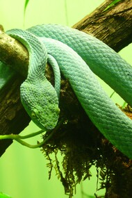 Snakebites are a public health problem in Costa Rica 