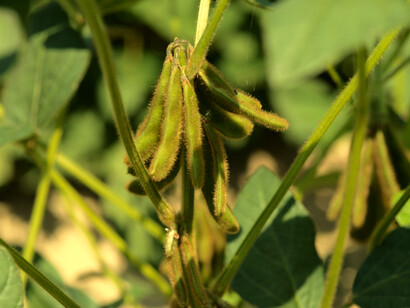La consolidación de la producción agrícola intensiva de soja transgénica provocó un profundo cambio en la estructura agraria argentina